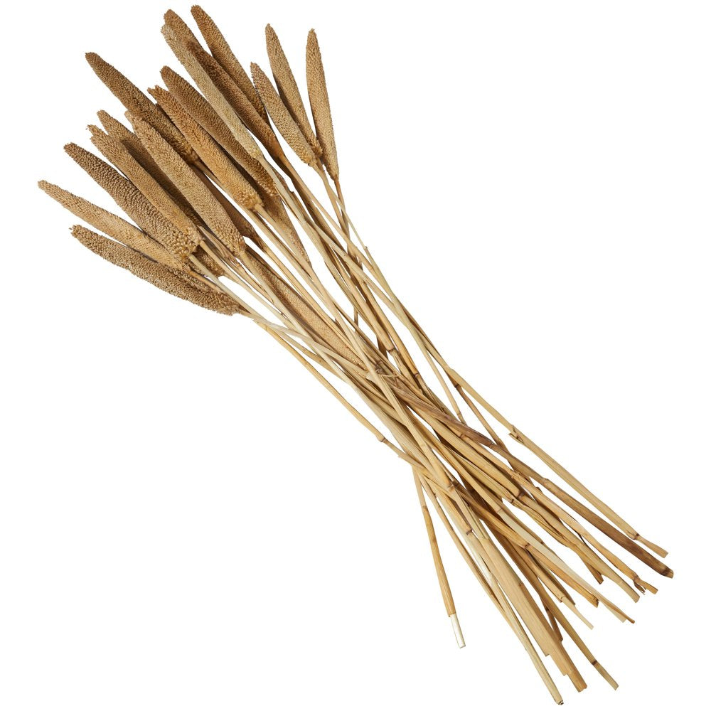 Dried Hogla Babala Bamboo Natural Foliage Collection - Multiple Colors 1"W X 1"L X 20"H - Babala Grass - White