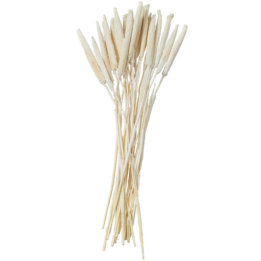 Dried Hogla Babala Bamboo Natural Foliage Collection - Multiple Colors 1"W X 1"L X 20"H - Babala Grass - White