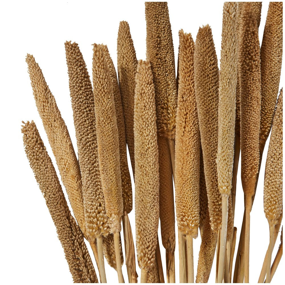 Dried Hogla Babala Bamboo Natural Foliage Collection - Multiple Colors 1"W X 1"L X 20"H - Babala Grass - White