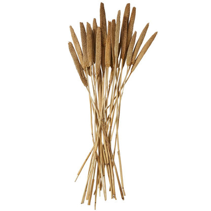 Dried Hogla Babala Bamboo Natural Foliage Collection - Multiple Colors 1"W X 1"L X 20"H - Babala Grass - White